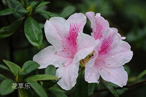 虎牙女神冰淇淋国产igao激情在线观看，甜蜜与魅力的双重诱惑
