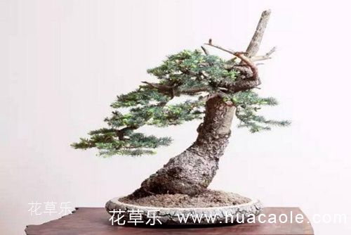 AX口镜头国产精品高潮呻吟av视频，单反镜头齿轮的精密艺术