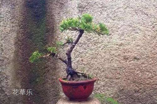 眼膜国产igao激情在线观看，解锁年轻秘密，你的明眸守护神