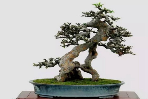 螃蟹是块宝国产精品高潮呻吟av视频，探索海洋中的美味与营养价值